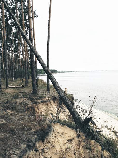 Árvore de abeto caído na costa de rio de prumo de areia — Fotografia de Stock