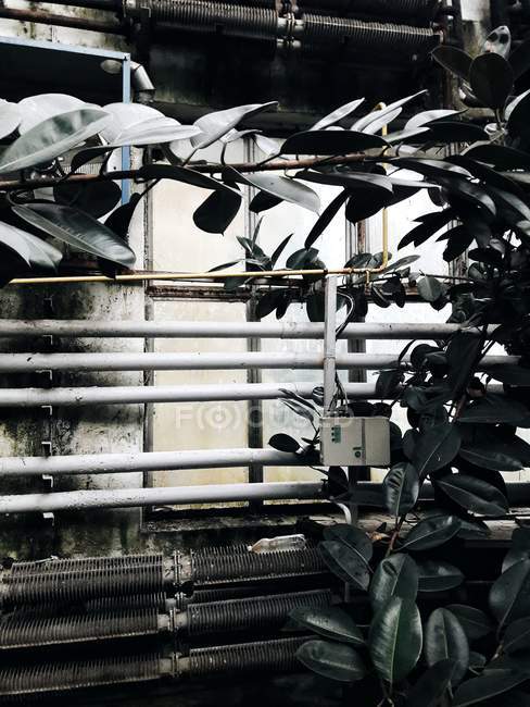 Гілки і труби в ботанічному саду зеленому будинку — стокове фото
