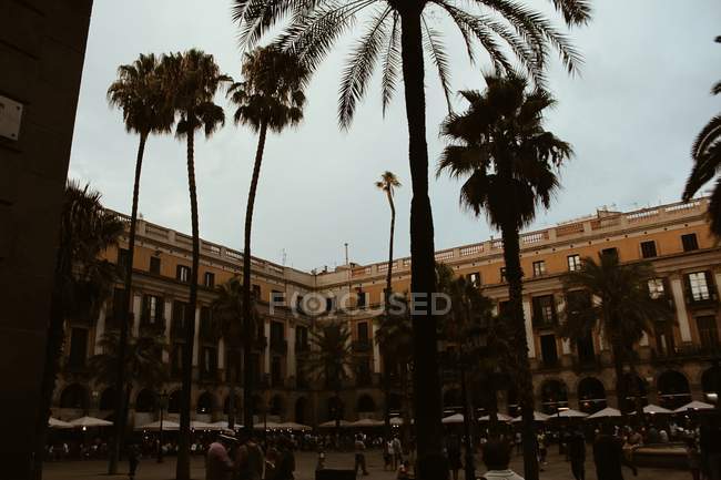 Силуэты пальм на фоне квадратного и строительного фасада — стоковое фото