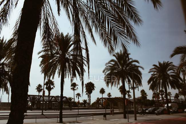 Vista idílica a las palmeras que crecen en un día soleado - foto de stock
