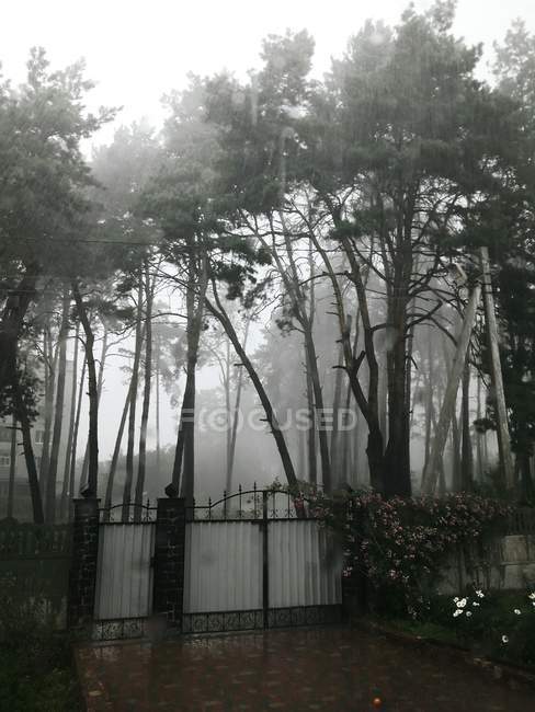 Передній двір з алеєю з закритими воротами і квітами над туманними високими лісами — стокове фото