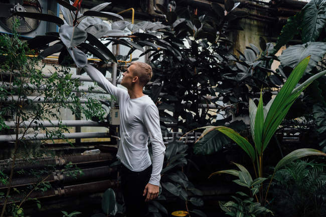 Young man touching leaves at greenhouse — Stock Photo