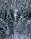 Vue aérienne du petit sentier sinueux de la Forêt-Noire, Baden-Wurttemberg, Allemagne — Photo de stock