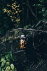 Vintage lantern hanging on tree branch in woods — Stock Photo