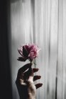Weibliche Hand mit rosa Rose — Stockfoto