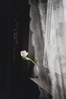Tulipa branca em vaso no peitoril da janela — Fotografia de Stock