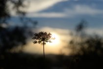 Vista panoramica della pianta apiaceae sullo sfondo del cielo al tramonto — Foto stock