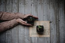 Mãos femininas segurando plantas suculentas em vasos na mesa de madeira — Fotografia de Stock