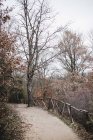 Осенние деревья вдоль дороги в парке — стоковое фото