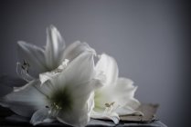 Primer plano de flores de lirio blanco - foto de stock