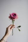 Mano femminile che tiene rosa su sfondo grigio — Foto stock