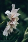 Крупним планом квітка айстра в саду — стокове фото