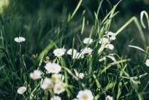 Flores de camomila na grama verde — Fotografia de Stock