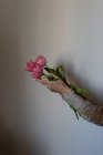 Жіночі руки тримають купу рожевих тюльпанів — стокове фото