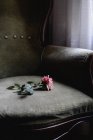 Рожева квітка троянди на кріслі з подушками — стокове фото
