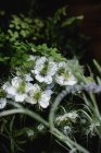 Close-up of white bush blossom in garden — Stock Photo