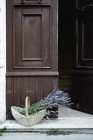 Piante di lavanda in vimini cesto sul portico di fronte alla porta aperta shabby — Foto stock