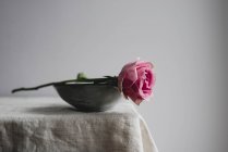 Rosa rosa in ciotola sull'angolo del tavolo, primo piano — Foto stock