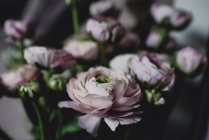 Primer plano de flores de ranúnculo rosado - foto de stock
