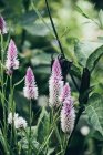 Primer plano de celosia argentea florecen en jardín - foto de stock
