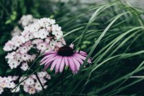 Gros plan sur la floraison de l'échinacée dans le jardin — Photo de stock