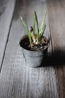 Potted young crocus plant on wooden background in sunlight — Stock Photo