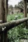 Close-up of wildflowers buds growing by rural fence — Stock Photo
