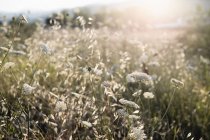 Flores de cenoura selvagem no prado do condado em luz solar suave — Fotografia de Stock