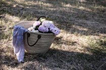 Квіти гортензії в плетеній сумці на землі під сонячним світлом — стокове фото