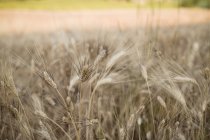 Ripe wheat stems in field in summertime — Stock Photo