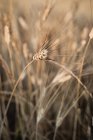 Крупним планом золотисте пшеничне вухо в полі — стокове фото