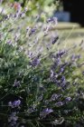 Lavender plants growing in sunny garden — Stock Photo