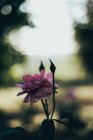 Крупный план цветущей розовой розы в саду — стоковое фото