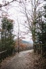 Открытая сцена с осенними деревьями вдоль дороги в парке — стоковое фото