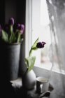 Lila Tulpen in Vase und Eimer auf Fensterbank — Stockfoto