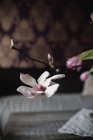 Primo piano di fiore di orchidea rosa su ramo — Foto stock