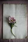 Lily flower on vintage paper sheet — Stock Photo