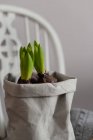 Close-up of growth Crocus bulbs with green leaves in sack — Stock Photo
