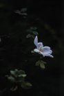 Primo piano di fiore di albero bianco su ramo in giardino — Foto stock