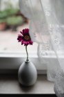 Pink Gerbera flower in vase on window sill — Stock Photo