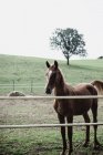 Giovane cavallo baia in piedi nel paddock paese — Foto stock