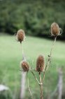 Close-up of Dipsacus plant in green meadow — Stock Photo