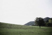 Scène extérieure d'arbre dans le champ vert de campagne — Photo de stock