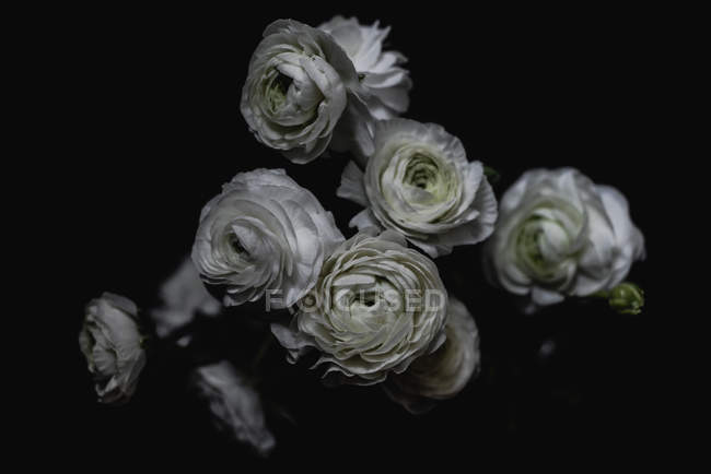 Ramo de rosas blancas sobre fondo oscuro - foto de stock