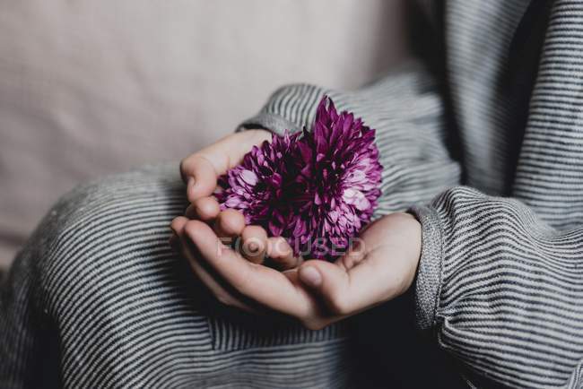 Child hands holding Aster blossom — Stock Photo