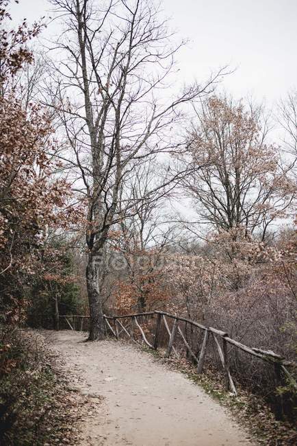 Autumnal trees along road in park — Stock Photo