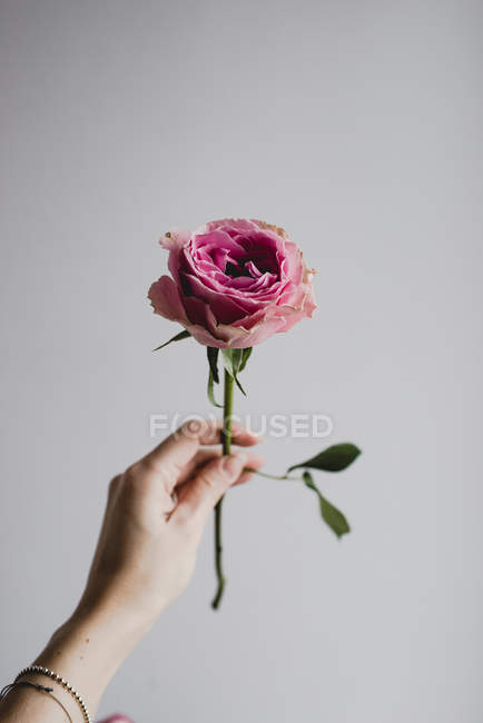 Female hand holding pink rose on gray background — Stock Photo