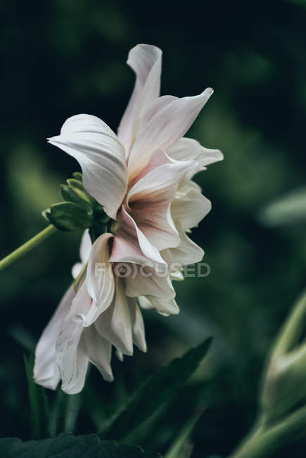 Gros plan de la fleur d'aster dans le jardin — Photo de stock