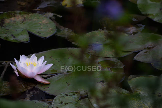 Primer plano de flor de loto en estanque - foto de stock