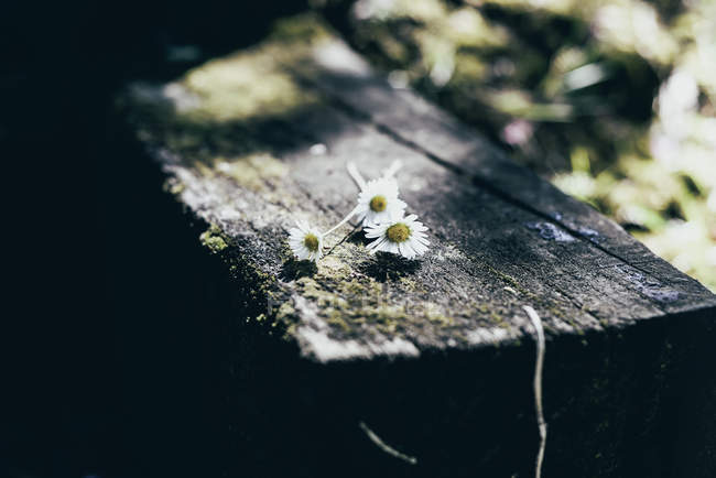 Крупним планом ромашкові квіти на сільському садовому столі — стокове фото